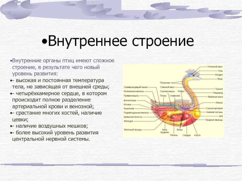 Внутреннее строение птиц. Класс птицы внутреннее строение. Строение внутренних органов птицы. Внутреннее строение лебедя.