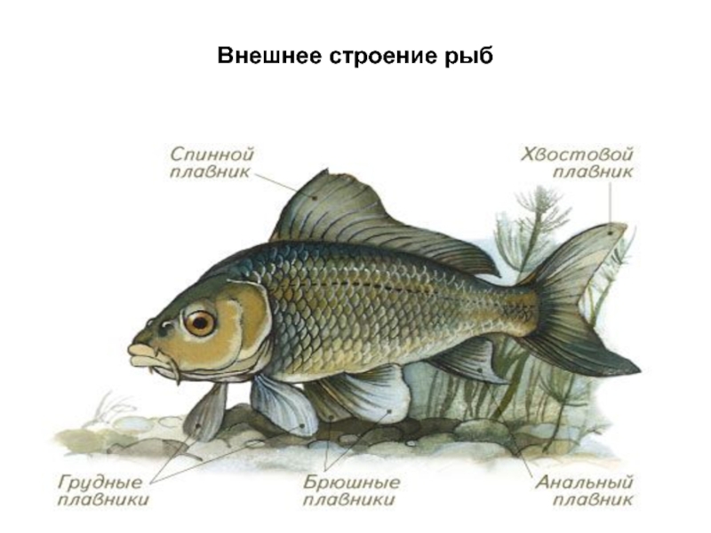 Строение рыбы рисунок 2 класс