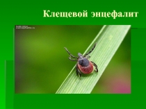 Клещевой энцефалит