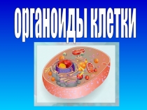 органоиды клетки