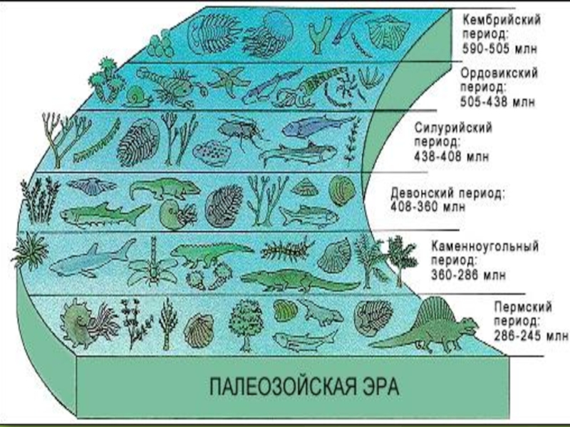 Презентация про палеозойскую эру по биологии