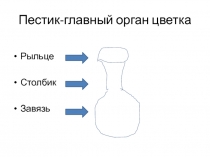 Пестик-главный орган цветка