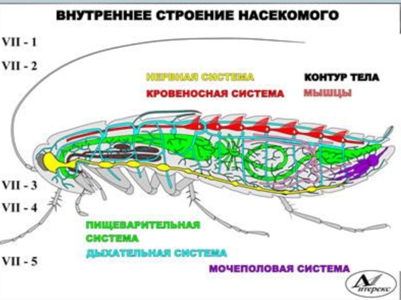 Какой цифрой на рисунке обозначена пищеварительная система насекомых