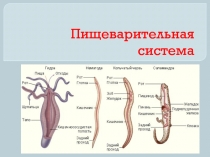 Пищеварительная система