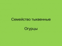 Семейство тыквенные  Огурцы