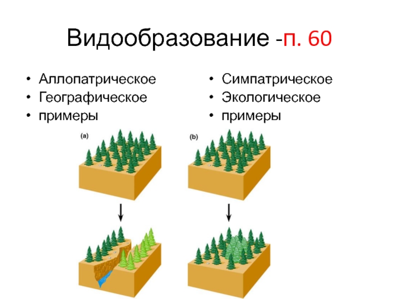 Схема аллопатрического видообразования