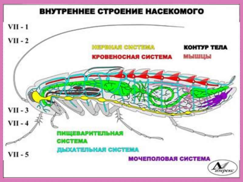 Насекомые кровеносная система. Внутреннее строение насекомых пищеварительная система. Строение кровеносной системы насекомых. Схема строения кровеносной системы насекомых. Строение пищеварительной системы таракана.