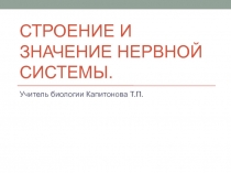 Строение и значение нервной системы.