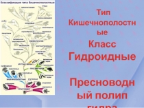 Тип Кишечнополостные  Тип Кишечнополостные Класс Гидроидные  Пресноводный полип гидра