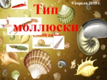 Тип Моллюски 