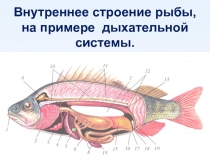 Внутреннее строение рыбы, на примере дыхательной системы.