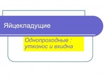 Яйцекладущие  Однопроходные : утконос и ехидна