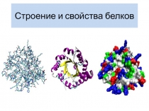 Строение и свойства белков