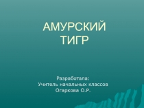 Амурский тигр