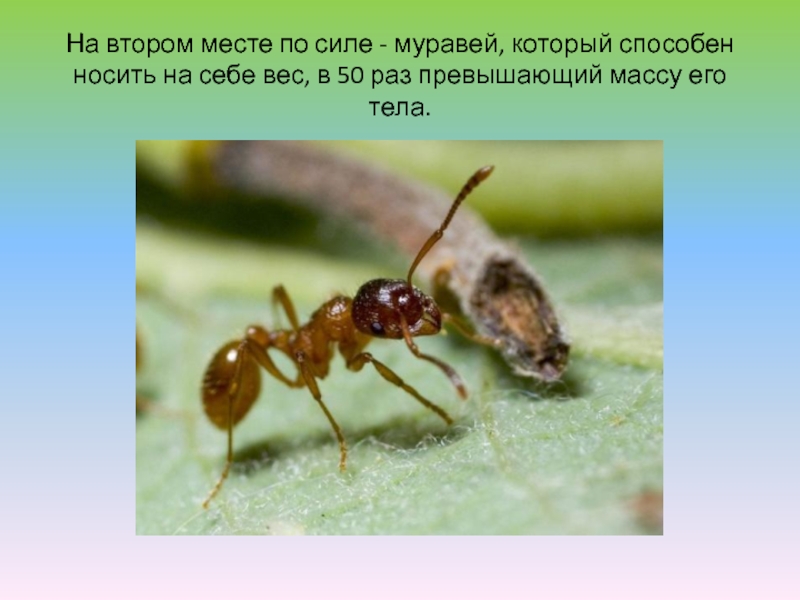 На втором месте по силе - муравей, который способен носить на себе вес, в 50 раз превышающий