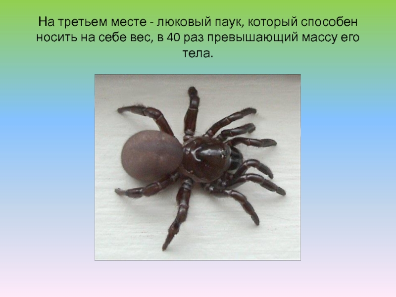 На третьем месте - люковый паук, который способен носить на себе вес, в 40 раз превышающий массу