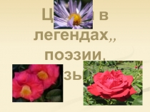 Цветы