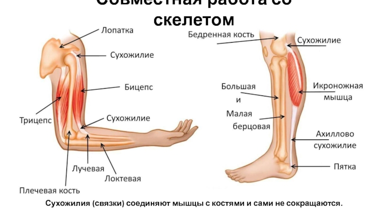 Связки соединяют. Мышцы с костью соединяются. Мышцы, Соединенные с костями. С помощью чего кости соединяются с мышцами. Кости соединяются с мышцами сухо.