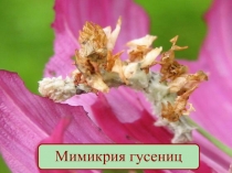 Мимикрия гусениц