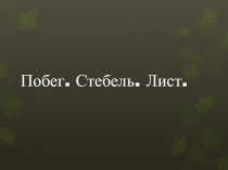 Побег. Стебель. Лист