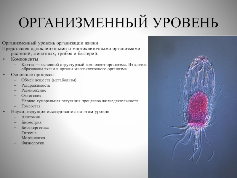 Организменный уровень организации живой природы. Организменный уровень организации. Бактерии клеточный и организменный уровни. Клеточный тканевый организменный. Одноклеточные клеточный и организменный.