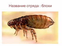 Блохи