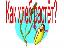 Как хлеб растёт?