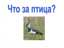 Что за птица?