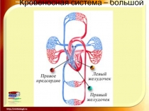 Кровеносная система – большой круг