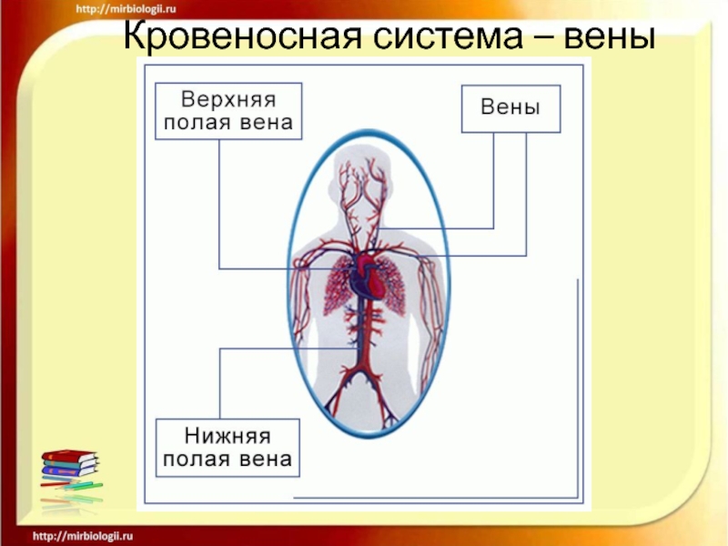 4 кровеносная система