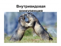 Внутривидовая конкуренция