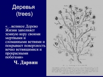 Деревья (trees)