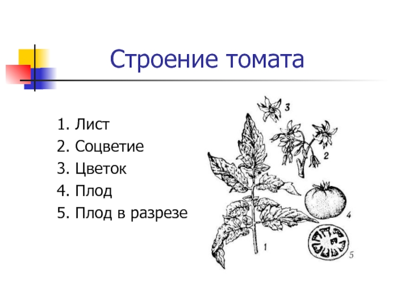 Строение томата картинка