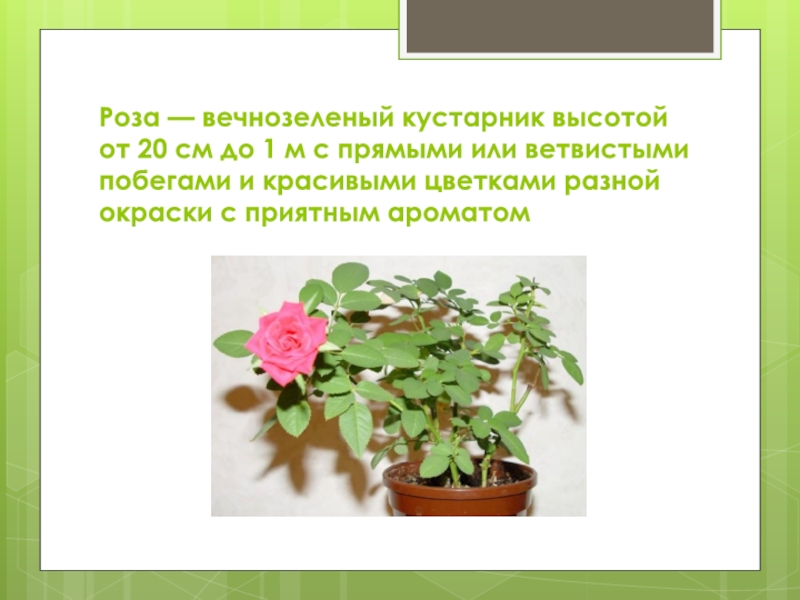 Роза — вечнозеленый кустарник высотой от 20 см до 1 м с прямыми или ветвистыми побегами и