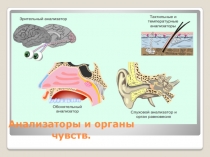 Анализаторы и органы чувств