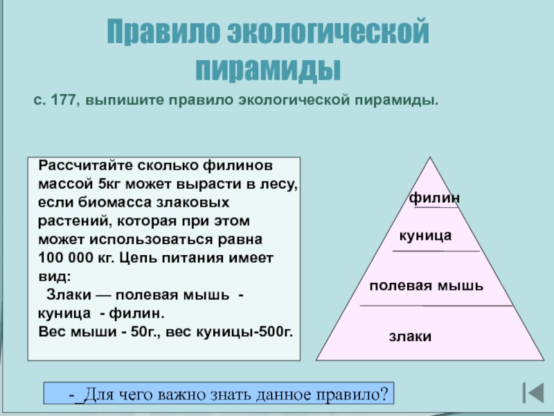 Пирамида 10 90. Правило экологической пирамиды. Виды экологических пирамид. На основании правила экологической пирамиды определите. Основание экологической пирамиды.