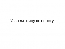 Узнаем птицу по полету