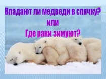 Впадают ли медведи в спячку? Где раки зимуют?