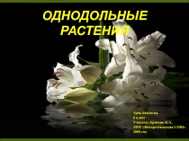 Однодольные растения