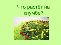 Что растёт на клумбе?