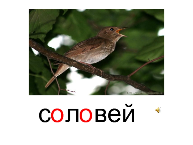 Игра соловей. Соловей с подписью. Соловей с надписью. Карточка Соловей. Соловей с надписью для детей.