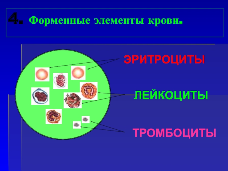 Внутренняя среда организма 8 класс тест ответы