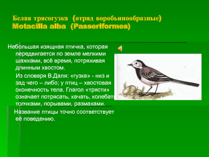 Происхождение названия птиц. Проект про трясогузку. Сообщение об птицах отряд Воробьинообразные. Трясогузка кратко. Птичка потряхивающая хвостиком.