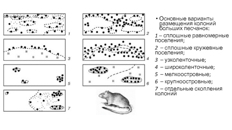 Группа горилл представленная на рисунке иллюстрируют структуру популяции