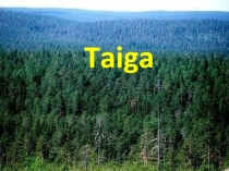 Taiga