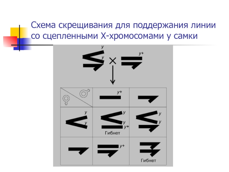 Генетика пола схема