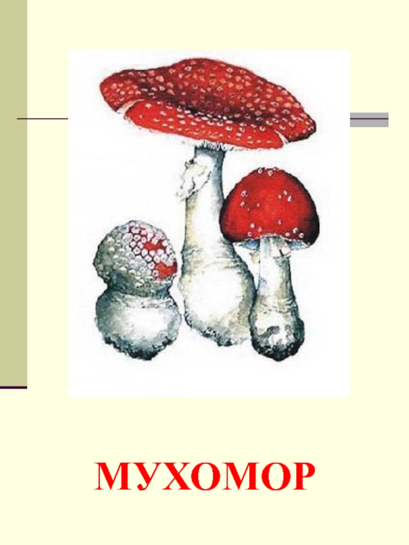 Съедобные грибы и несъедобные грибы рисунки детей