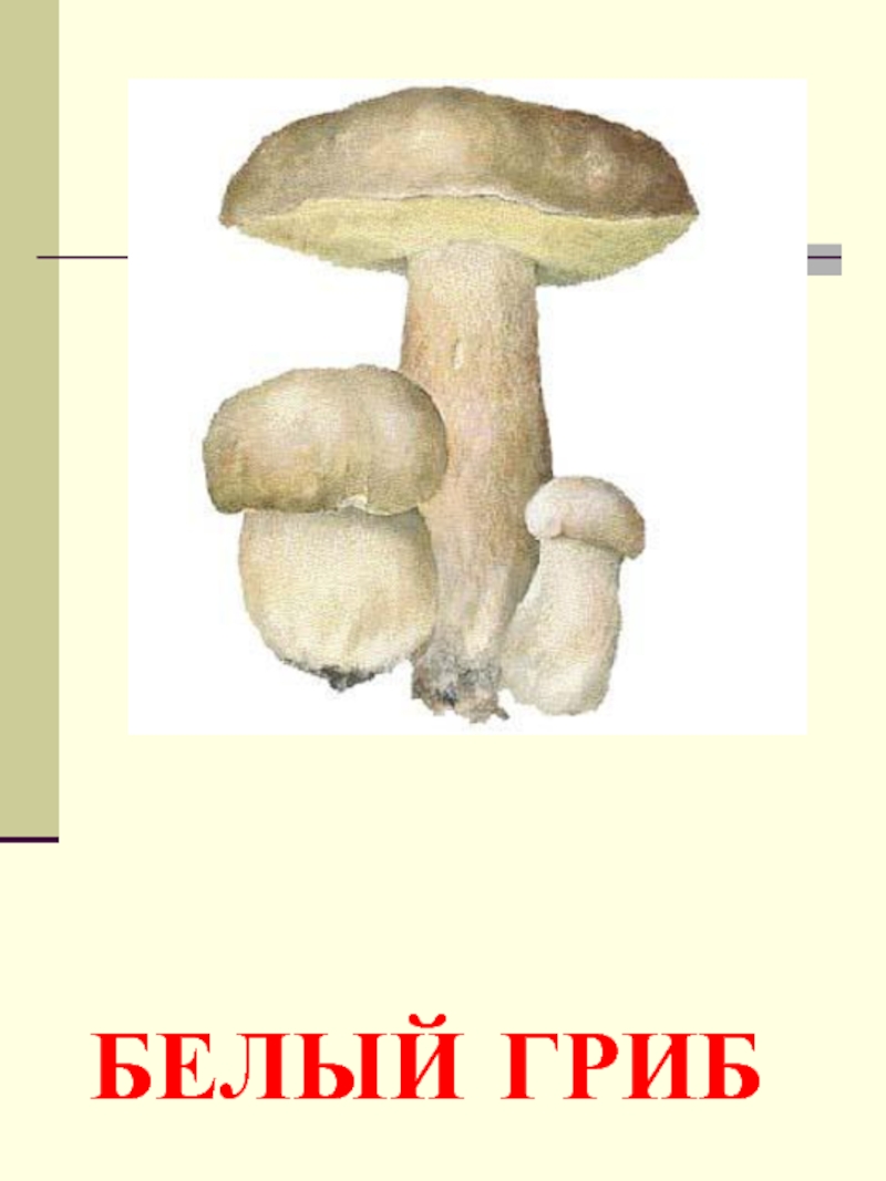 Название грибов для детей