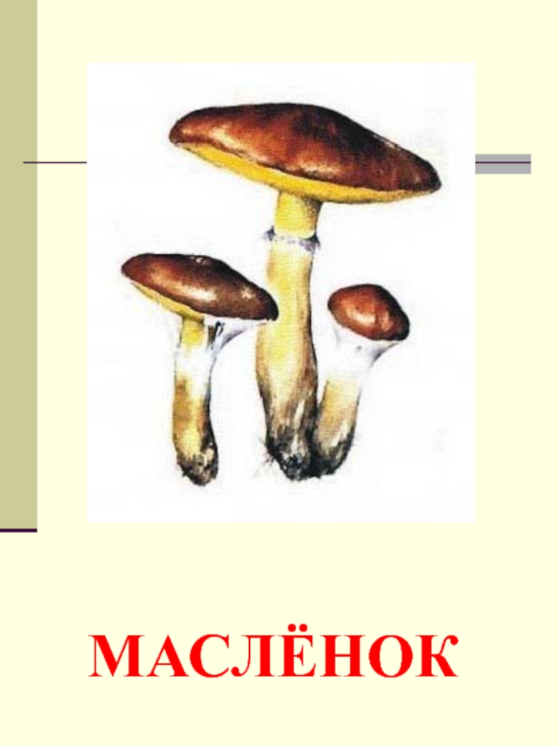 предметные картинки грибы