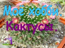 Моё хобби. Кактусы